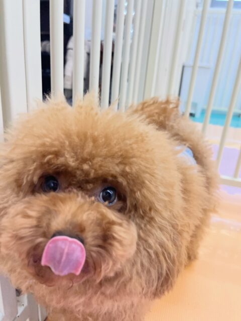 ププちゃん&ポポちゃん🐶
ププちゃんはゆずちゃんに遊びに誘われていました😊
ポポちゃんはゆずちゃんやこむぎちゃんと楽しそうに遊んでいました🎶
ポポちゃん歯磨きトレーニング開始して1ヶ月経過しました🦷🪥✨
これからも頑張りましょう!
🐾🐶愛犬のお悩みご相談ください🐶🐾
@kenkohmura_official
↑フォロー待ってます↑
〒955-0091 新潟県三条市上須頃大割428−1
☎︎ 0256-35-3999
✉️ info@kenkohmura.jp
HP: https://kenkohmura.jp
LINE: https://lin.ee/7LIz5sb
#犬幸村#犬の幼稚園 #吠える噛む #犬のしつけ #トイレ
トイプードル トイプードル大好き ポメラニアン ポメラニアン可愛い