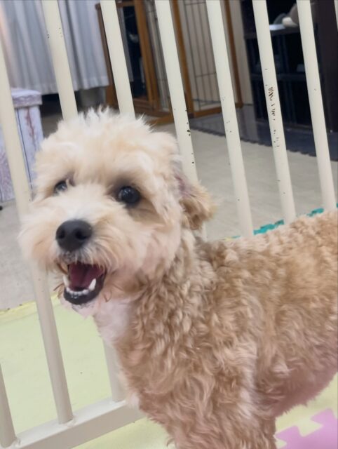初来園のこむぎちゃん🐶
ププちゃんやポポちゃんに遊びに誘われていて、一緒に楽しそうに走り回ったりしていました🎶
お散歩トレーニングでは引っ張っりなく上手に歩いていました👏
🐾🐶愛犬のお悩みご相談ください🐶🐾
@kenkohmura_official
↑フォロー待ってます↑
〒955-0091 新潟県三条市上須頃大割428−1
☎︎ 0256-35-3999
✉️ info@kenkohmura.jp
HP: https://kenkohmura.jp
LINE: https://lin.ee/7LIz5sb
#犬幸村#犬の幼稚園 #吠える噛む #犬のしつけ #トイレ
ミックス犬 ミックス犬大好き ミックス犬可愛い