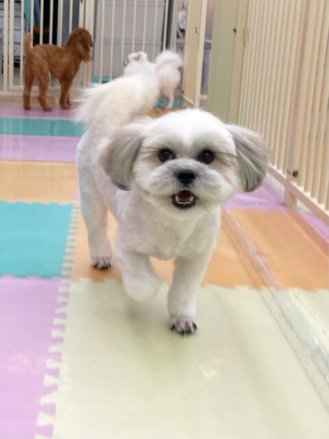 ゆずちゃん🐶
今日はベンと挨拶をしたり、ちょこたんちゃんと追いかけっこをしたりして楽しそうでした😊
スタッフが名前を呼ぶとお尻ごとしっぽを振ってくれて可愛かったです💗
🐾🐶愛犬のお悩みご相談ください🐶🐾
@kenkohmura_official
↑フォロー待ってます↑
〒955-0091 新潟県三条市上須頃大割428−1
☎︎ 0256-35-3999
✉️ info@kenkohmura.jp
HP: https://kenkohmura.jp
LINE: https://lin.ee/7LIz5sb
#犬幸村#犬の幼稚園 #吠える、噛む #犬のしつけ #トイレ
ミックス犬 mix犬 ミックス犬だいすき