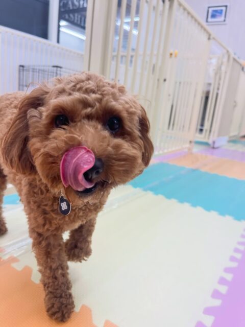 モカちゃん🐶
ナナちゃんに遊びに誘われていてしつこいとやめて!と叱っていました😄
ちょこたんちゃんと上手に挨拶できていました!
🐾🐶愛犬のお悩みご相談ください🐶🐾
@kenkohmura_official
↑フォロー待ってます↑
〒955-0091 新潟県三条市上須頃大割428−1
☎︎ 0256-35-3999
✉️ info@kenkohmura.jp
HP: https://kenkohmura.jp
LINE: https://lin.ee/7LIz5sb
#犬幸村#犬の幼稚園 #吠える噛む #犬のしつけ #トイレ
トイプードル トイプードル大好き トイプードル可愛い