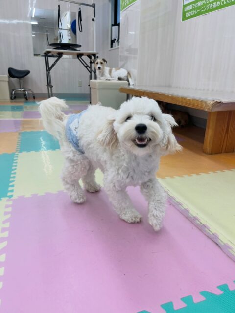 ふうちゃん🐶
仲良しのププちゃんに遊んで〜とアピールしたり、ポポちゃんと仲良く遊んでいました😊
🐾🐶愛犬のお悩みご相談ください🐶🐾
@kenkohmura_official
↑フォロー待ってます↑
〒955-0091 新潟県三条市上須頃大割428−1
☎︎ 0256-35-3999
✉️ info@kenkohmura.jp
HP: https://kenkohmura.jp
LINE: https://lin.ee/7LIz5sb
#犬幸村#犬の幼稚園 #吠える噛む #犬のしつけ #トイレ
ミックス犬 ミックス犬可愛い ミックス犬大好き