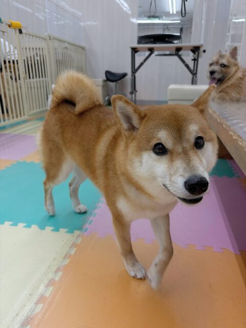 つくしちゃん🐶
ふうちゃんと柵越しでおしゃべりしたり、ベンややん丸にお腹出したりしていました😄
歯磨きトレーニング開始して2年経過しました🦷🪥✨
これからも歯磨き頑張りましょう!
🐾🐶愛犬のお悩みご相談ください🐶🐾
@kenkohmura_official
↑フォロー待ってます↑
〒955-0091 新潟県三条市上須頃大割428−1
☎︎ 0256-35-3999
✉️ info@kenkohmura.jp
HP: https://kenkohmura.jp
LINE: https://lin.ee/7LIz5sb
#犬幸村#犬の幼稚園 #吠える噛む #犬のしつけ #トイレ
柴犬 柴犬大好き 柴犬可愛い