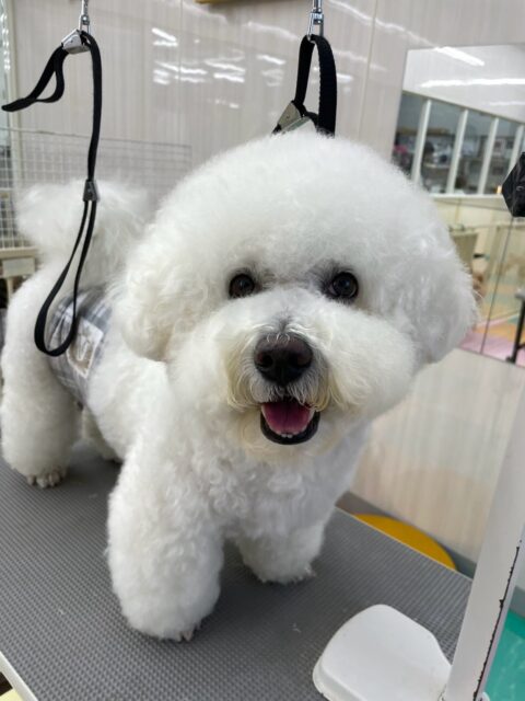 大吉ちゃん🐶
体験に来たこと激しくおしゃべりしていました😊
カットやお手入れ上手にさせてくれていました👏
🐾🐶愛犬のお悩みご相談ください🐶🐾
@kenkohmura_official
↑フォロー待ってます↑
〒955-0091 新潟県三条市上須頃大割428−1
☎︎ 0256-35-3999
✉️ info@kenkohmura.jp
HP: https://kenkohmura.jp
LINE: https://lin.ee/7LIz5sb
#犬幸村#犬の幼稚園 #吠える噛む #犬のしつけ #トイレ
ビションフリーゼ ビションフリーゼ可愛い ビションフリーゼ大好き