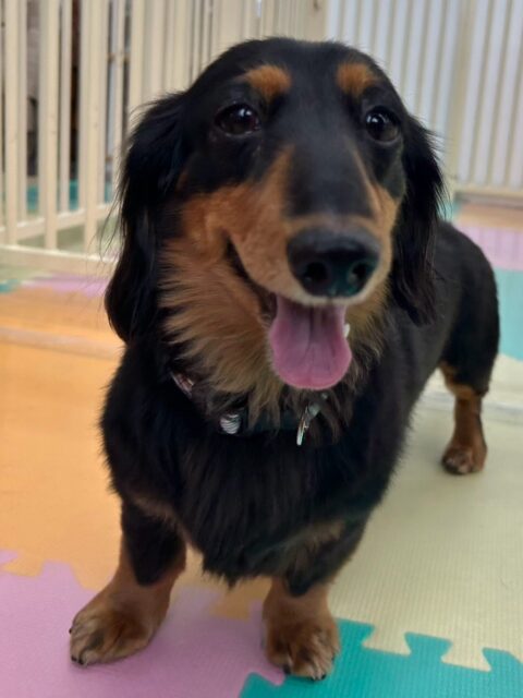 クッキーちゃん🐶
スモアちゃんが気に入ったみたいで追いかけたりしていて楽しそうでした🎶
いつもより沢山走り回って疲れたのか午後からはまったり過ごしていました😁
🐾🐶愛犬のお悩みご相談ください🐶🐾
@kenkohmura_official
↑フォロー待ってます↑
〒955-0091 新潟県三条市上須頃大割428−1
☎︎ 0256-35-3999
✉️ info@kenkohmura.jp
HP: https://kenkohmura.jp
LINE: https://lin.ee/7LIz5sb
#犬幸村#犬の幼稚園 #吠える噛む #犬のしつけ #トイレ
ミニチュアダックスフンド ミニチュアダックスフンド可愛い ミニチュアダックスフンド大好き