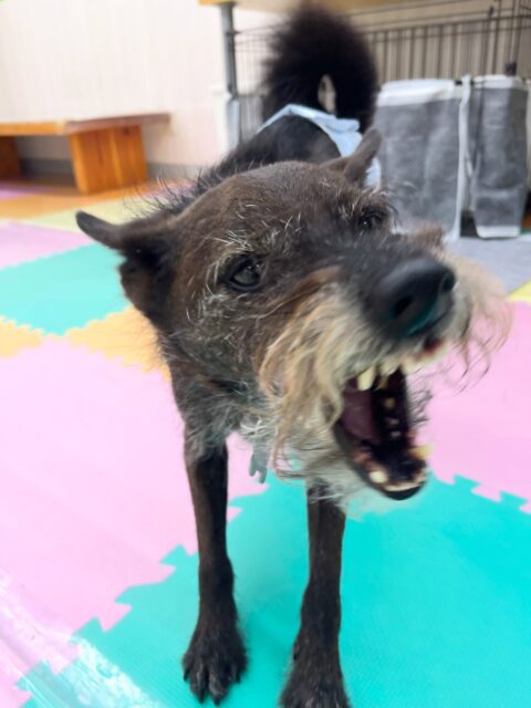 小乃輔ちゃん🐶
スタッフに特にのヒップアタックであまえたり、やん丸と激しくおしゃべりしていました😁
🐾🐶愛犬のお悩みご相談ください🐶🐾
@kenkohmura_official
↑フォロー待ってます↑
〒955-0091 新潟県三条市上須頃大割428−1
☎︎ 0256-35-3999
✉️ info@kenkohmura.jp
HP: https://kenkohmura.jp
LINE: https://lin.ee/7LIz5sb
#犬幸村#犬の幼稚園 #吠える噛む #犬のしつけ #トイレ
ミックス犬 ミックス犬大好き ミックス犬可愛い
