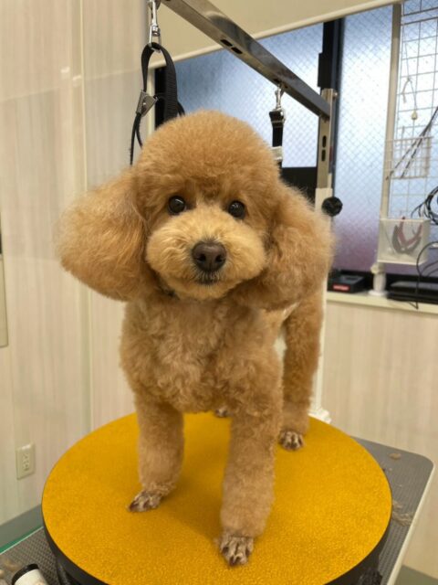 ポコちゃん🐶
ナナちゃんと楽しそうに遊んだり、体験に来たことおしゃべりしていました☺️
お散歩トレーニングでは頑張って歩いていました✨️
🐾🐶愛犬のお悩みご相談ください🐶🐾
@kenkohmura_official
↑フォロー待ってます↑
〒955-0091 新潟県三条市上須頃大割428−1
☎︎ 0256-35-3999
✉️ info@kenkohmura.jp
HP: https://kenkohmura.jp
LINE: https://lin.ee/7LIz5sb
#犬幸村#犬の幼稚園 #吠える噛む #犬のしつけ #トイレ
トイプードル トイプードル大好き トイプードル可愛い
