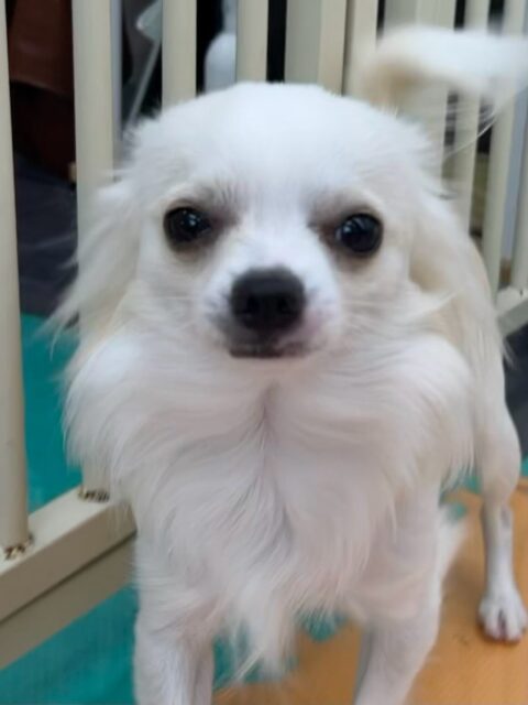ココちゃん🐶
こむぎちゃんとおしゃべりしたり、ププちゃんが気に入ったのか追いかけたりしていました😊
🐾🐶愛犬のお悩みご相談ください🐶🐾
@kenkohmura_official
↑フォロー待ってます↑
〒955-0091 新潟県三条市上須頃大割428−1
☎︎ 0256-35-3999
✉️ info@kenkohmura.jp
HP: https://kenkohmura.jp
LINE: https://lin.ee/7LIz5sb
#犬幸村#犬の幼稚園 #吠える噛む #犬のしつけ #トイレ
チワワ チワワ可愛い チワワ大好き