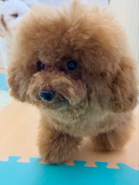 ププちゃん&ポポちゃん🐶
ププちゃんとポポちゃん2頭ともふうちゃんと仲良しで楽しそうに遊んだり、走り回っていました🎶
体験に来たことも楽しそうに遊んでいました🙌
🐾🐶愛犬のお悩みご相談ください🐶🐾
@kenkohmura_official
↑フォロー待ってます↑
〒955-0091 新潟県三条市上須頃大割428−1
☎︎ 0256-35-3999
✉️ info@kenkohmura.jp
HP: https://kenkohmura.jp
LINE: https://lin.ee/7LIz5sb
#犬幸村#犬の幼稚園 #吠える噛む #犬のしつけ #トイレ
トイプードル トイプードル大好き ポメラニアン ポメラニアン可愛い