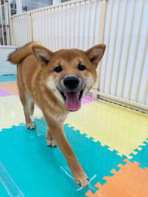 幼稚園体験に来てくれました🐶
色んな子を遊びに誘っていて楽しそうに走り回っていました🎶
大吉ちゃんと激しくおしゃべりしていました😊
🐾🐶愛犬のお悩みご相談ください🐶🐾
@kenkohmura_official
↑フォロー待ってます↑
〒955-0091 新潟県三条市上須頃大割428−1
☎︎ 0256-35-3999
✉️ info@kenkohmura.jp
HP: https://kenkohmura.jp
LINE: https://lin.ee/7LIz5sb
#犬幸村#犬の幼稚園 #吠える噛む #犬のしつけ #トイレ
柴犬 柴犬可愛い 柴犬大好き