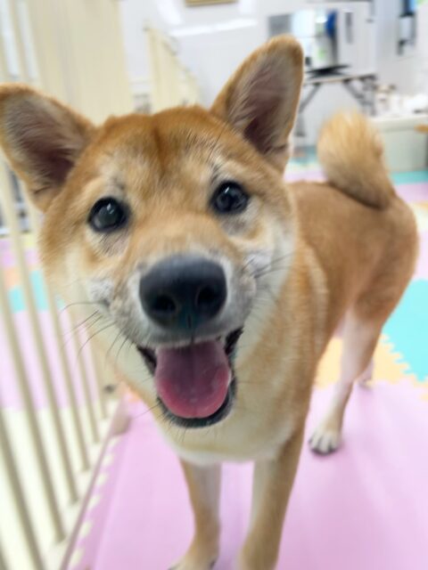 幼稚園体験に来てくれました🐶
1頭目子は最初から色んな子を遊びに誘っていて、楽しそうに走り回っていました🎶
2頭目の子は最初緊張していましたがなれてきたらポポちゃんと楽しそうに遊べていました✨️
🐾🐶愛犬のお悩みご相談ください🐶🐾
@kenkohmura_official
↑フォロー待ってます↑
〒955-0091 新潟県三条市上須頃大割428−1
☎︎ 0256-35-3999
✉️ info@kenkohmura.jp
HP: https://kenkohmura.jp
LINE: https://lin.ee/7LIz5sb
#犬幸村#犬の幼稚園 #吠える噛む #犬のしつけ #トイレ
柴犬 柴犬大好き ミックス犬 ミックス犬可愛い