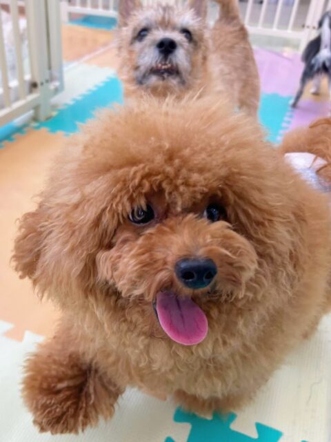 ププちゃん🐶
今日はお店の小さい子達とプロレスごっこや追いかけっこをしたりしていました😊
あずきちゃんのことが気に入ったようで一日中追いかけてラブアタックしていました😆

🐾🐶愛犬のお悩みご相談ください🐶🐾
@kenkohmura_official
 ↑フォロー待ってます↑

〒955-0091 新潟県三条市上須頃大割４２８−１
☎︎ 0256-35-3999
✉️ info@kenkohmura.jp
HP: https://kenkohmura.jp
LINE: https://lin.ee/7LIz5sb

#犬幸村#犬の幼稚園 #吠える、噛む #犬のしつけ #トイレ
トイプードル　トイプー　といぷー