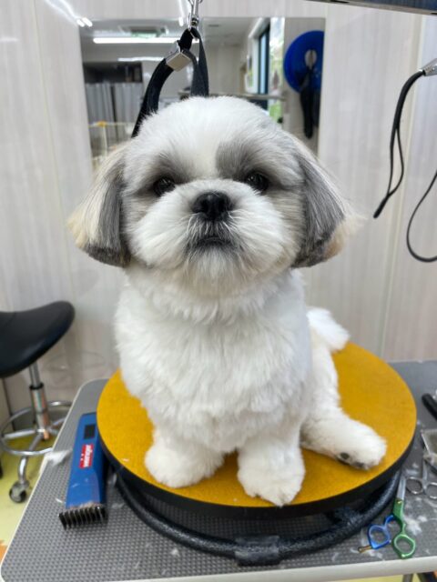 マルちゃん🐶
本日は朝からお帰りまでずーっとぽん太と走り回ったり、激しいワンプロを仕掛けあったりして非常に楽しんでくれていました🤭

遊びすぎてシャンプー終わりのボックスドライヤーではかなり疲れたのか爆睡の様子でした🤣

🐾🐶愛犬のお悩みご相談ください🐶🐾
@kenkohmura_official
 ↑フォロー待ってます↑

〒955-0091 新潟県三条市上須頃大割４２８−１
☎︎ 0256-35-3999
✉️ info@kenkohmura.jp
HP: https://kenkohmura.jp
LINE: https://lin.ee/7LIz5sb

#犬幸村#犬の幼稚園 #吠える、噛む #犬のしつけ #トイレ
シーズーシーズー大好きシーズー倶楽部シーズー可愛いすぎるシーズー可愛い