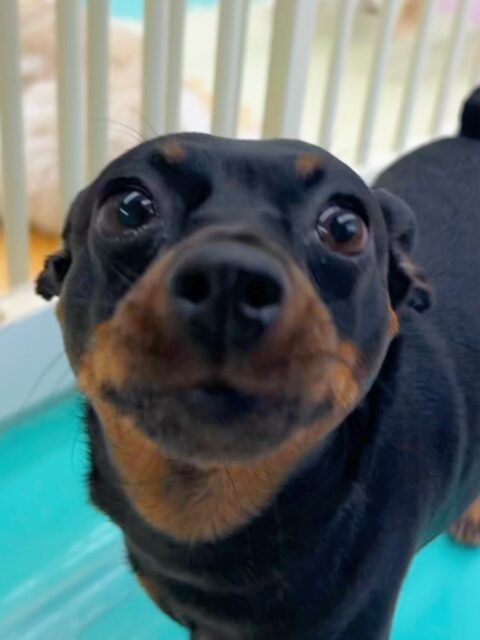 クールちゃん&カノアちゃん🐶
歯磨きトレーニング開始から約2年3ヶ月ほどが経過しました🪥健康な歯を保てているのでこの調子で続けていきましょう🦷✨
園内ではクールちゃんは色んな子の匂いを嗅いたりしていました😊カノアちゃんはやん丸と仲良く遊んでいました😆

🐾🐶愛犬のお悩みご相談ください🐶🐾
@kenkohmura_official
 ↑フォロー待ってます↑

〒955-0091 新潟県三条市上須頃大割４２８−１
☎︎ 0256-35-3999
✉️ info@kenkohmura.jp
HP: https://kenkohmura.jp
LINE: https://lin.ee/7LIz5sb

#犬幸村#犬の幼稚園 #吠える、噛む #犬のしつけ #トイレ
ミニチュアピンシャー　ミニピン　ミックス犬　mix犬