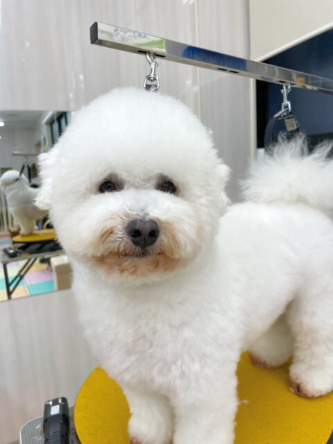 よもぎちゃん🐶
今日はやん丸に挨拶をしたり、園内をのんびり探検したりしていました😊
冬に向けてもこもこになってきたよもぎちゃん、可愛さ倍増ですね💗

🐾🐶愛犬のお悩みご相談ください🐶🐾
@kenkohmura_official
 ↑フォロー待ってます↑

〒955-0091 新潟県三条市上須頃大割４２８−１
☎︎ 0256-35-3999
✉️ info@kenkohmura.jp
HP: https://kenkohmura.jp
LINE: https://lin.ee/7LIz5sb

#犬幸村#犬の幼稚園 #吠える、噛む #犬のしつけ #トイレ
ミックス犬　mix犬　ミックス犬だいすき