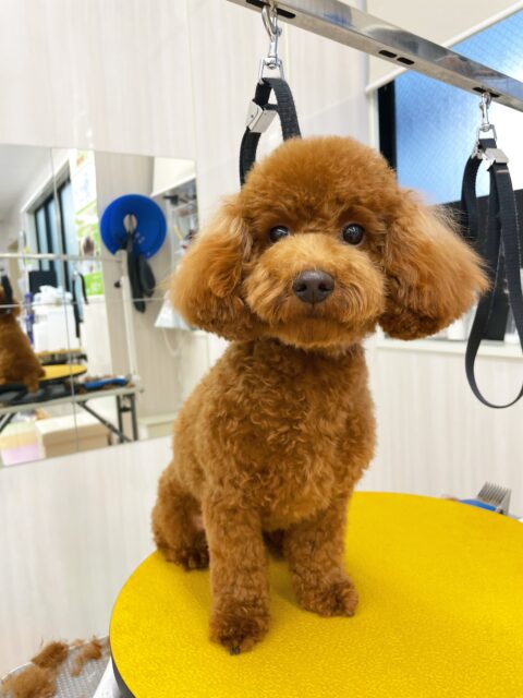 茶々丸ちゃん🐶
今日はマロンちゃんやぽん太と追いかけっこをしたり、プロレスごっこをして楽しそうでした😊
カットではまだ苦手意識があるようで「遊びたいよー」と言いながら頑張ってくれました👏

🐾🐶愛犬のお悩みご相談ください🐶🐾
@kenkohmura_official
 ↑フォロー待ってます↑

〒955-0091 新潟県三条市上須頃大割４２８−１
☎︎ 0256-35-3999
✉️ info@kenkohmura.jp
HP: https://kenkohmura.jp
LINE: https://lin.ee/7LIz5sb

#犬幸村#犬の幼稚園 #吠える、噛む #犬のしつけ #トイレ
トイプードル　トイプー　といぷー
