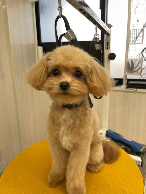 あずきちゃん🐶
本日はいろんな子達にモテモテなあずきちゃん‼️ププちゃん、マロンちゃん、ニコペットのちびっ子達やココちゃん、茶々丸ちゃん達にずーっと匂いを嗅がれたり、たくさんアピールをされたりして忙しそうでした🤭

🐾🐶愛犬のお悩みご相談ください🐶🐾
@kenkohmura_official
 ↑フォロー待ってます↑

〒955-0091 新潟県三条市上須頃大割４２８−１
☎︎ 0256-35-3999
✉️ info@kenkohmura.jp
HP: https://kenkohmura.jp
LINE: https://lin.ee/7LIz5sb

#犬幸村#犬の幼稚園 #吠える、噛む #犬のしつけ #トイレ
ミックスミックス犬ミックス犬大好きミックス犬倶楽部