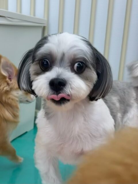 マナちゃん🐶
本日は久しぶりの来園で少し緊張していましたが、みんなにたくさん匂いを嗅がれたり、たくさん挨拶をされてだんだん緊張がほぐれたようでした👍

🐾🐶愛犬のお悩みご相談ください🐶🐾
@kenkohmura_official
 ↑フォロー待ってます↑

〒955-0091 新潟県三条市上須頃大割４２８−１
☎︎ 0256-35-3999
✉️ info@kenkohmura.jp
HP: https://kenkohmura.jp
LINE: https://lin.ee/7LIz5sb

#犬幸村#犬の幼稚園 #吠える、噛む #犬のしつけ #トイレ