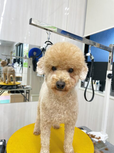 タフィーちゃん🐶
今日はもこちゃんの匂いを嗅いだり、自分から色んな子に挨拶したりしていました😊
初めてひとりでの幼稚園でしたがマイペースに過ごせていました✨
カットではおやつを使って苦手な足回りを切る練習をしました😆苦手意識がありながらも頑張ってくれました👏

🐾🐶愛犬のお悩みご相談ください🐶🐾
@kenkohmura_official
 ↑フォロー待ってます↑

〒955-0091 新潟県三条市上須頃大割４２８−１
☎︎ 0256-35-3999
✉️ info@kenkohmura.jp
HP: https://kenkohmura.jp
LINE: https://lin.ee/7LIz5sb

#犬幸村#犬の幼稚園 #吠える、噛む #犬のしつけ #トイレ
トイプードル　トイプー　といぷー